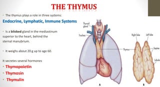 • The thymus plays a role in three systems:
Endocrine, Lymphatic, Immune Systems
• Is a bilobed gland in the mediastinum
superior to the heart, behind the
sternal manubrium.
• It weighs about 20 g up to age 60.
It secretes several hormones
• Thymopoietin
• Thymosin
• Thymulin
 
