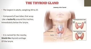 • The largest in adults, weighing 20 to 25
• Composed of two lobes that wrap
Like a butterfly around the trachea,
Immediately below the larynx.
• It is named for the nearby,
Shield-like thyroid cartilage
Of the larynx
 