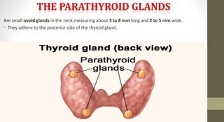 Are small ovoid glands in the neck measuring about 3 to 8 mm long and 2 to 5 mm wide.
• They adhere to the posterior side of the thyroid gland.
 