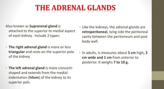 Also known as Suprarenal gland is
attached to the superior to medial aspect
of each kidney. Include 2 types:
• The right adrenal gland is more or less
triangular and rests on the superior pole
of the kidney.
• The left adrenal gland is more crescent-
shaped and extends from the medial
indentation (hilum) of the kidney to its
superior pols.
• Like the kidneys, the adrenal glands are
retroperitoneal, lying side the peritoneal
cavity between the peritoneum and post
body wall.
• In adults, is measures about 5 cm high, 3
cm wide and 1 cm from anterior to
posterior. It weighs 7 to 10 g.
 