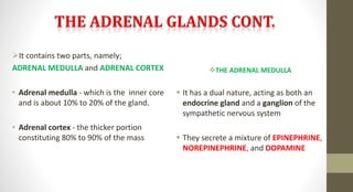 It contains two parts, namely;
ADRENAL MEDULLA and ADRENAL CORTEX
• Adrenal medulla - which is the inner core
and is about 10% to 20% of the gland.
• Adrenal cortex - the thicker portion
constituting 80% to 90% of the mass
THE ADRENAL MEDULLA
 It has a dual nature, acting as both an
endocrine gland and a ganglion of the
sympathetic nervous system
 They secrete a mixture of EPINEPHRINE,
NOREPINEPHRINE, and DOPAMINE
 