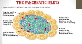• Islets contain from a few to 3,000 cells, belonging to five classes:
 