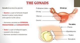 Gonads (reproductive glands)
 Ovaries is a pair of almond-shaped
located in pelvic cavity lateral
and superior to the uterus
• Hormones secreted are ESTROGEN,
PROGESTERONE and GONADOTROPIN
 Testes is a pair of ellipsoid organs
• Located in the strotum
• Hormone secreted is testosterone
 