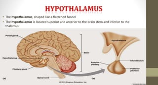  The hypothalamus, shaped like a flattened funnel
 The hypothalamus is located superior and anterior to the brain stem and inferior to the
thalamus.
 