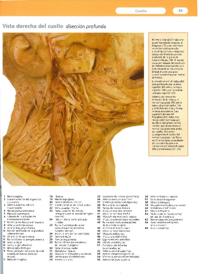 Resultado de imagen para atlas de mcminn