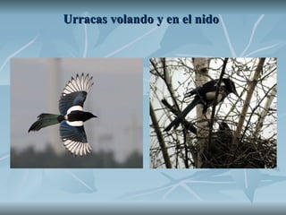 Urracas volando y en el nido 