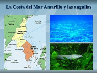 La Costa del Mar Amarillo y las anguilas 