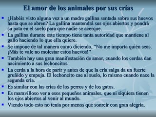 El amor de los animales por sus crías ¿Habéis visto alguna vez a un madre gallina sentada sobre sus huevos hasta que se abren? La gallina mantendrá sus ojos abiertos y pondrá su pata en el suelo para que nadie se acerque. La gallina durante este tiempo tiene tanta autoridad que mantiene al gallo haciendo lo que ella quiere. Se impone de tal manera como diciendo, “No me importa quién seas. ¡Más te vale no molestar estos huevos!” También hay una gran manifestación de amor, cuando los cerdas dan nacimiento a sus lechoncitos. La cerda a la hora de parir y antes de que la cría salga da un fuerte gruñido y empuja. El lechoncito cae al suelo, lo mismo cuando nace la segunda cría. Es similar con las crías de los perros y de los gatos. Es maravilloso ver a esos pequeños animales, que ni siquiera tienen los ojos abiertos al venir al mundo. Viendo todo esto no tenía por menos que sonreír con gran alegría. 