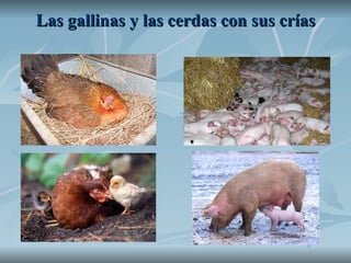 Las gallinas y las cerdas con sus crías 