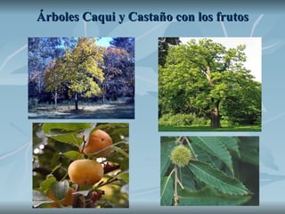 Árboles Caqui y Castaño con los frutos 