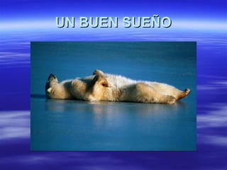 UN BUEN SUEÑO