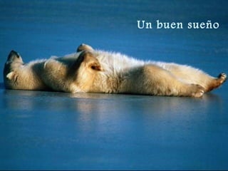 Un buen sueño 