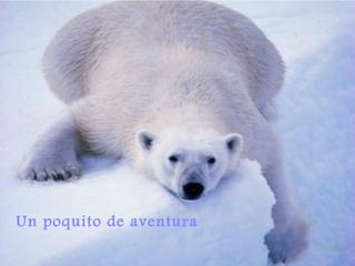 Un poquito de aventura 