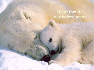 El confort del verdadero amor 