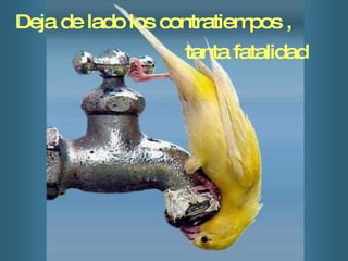 Deja de lado los contratiempos , tanta fatalidad 