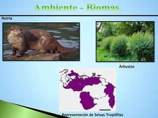 Representación de Selvas Tropófilas
Arbustos
Nutria
 