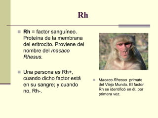 Rh
 Rh = factor sanguíneo.
Proteína de la membrana
del eritrocito. Proviene del
nombre del macaco
Rhesus.
 Una persona es Rh+,
cuando dicho factor está
en su sangre; y cuando
no, Rh-.
 Macaco Rhesus primate
del Viejo Mundo. El factor
Rh se identificó en él, por
primera vez.
 