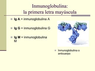 Inmunoglobulina:
la primera letra mayúscula
 Ig A = inmunoglobulina A
 Ig G = inmunoglobulina G
 Ig M = inmunoglobulina
M
 Inmunoglobulina o
anticuerpo
 