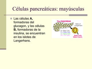 Células pancreáticas: mayúsculas
 Las células A,
formadoras del
glucagon, y las células
B, formadoras de la
insulina, se encuentran
en los islotes de
Langerhans.
 