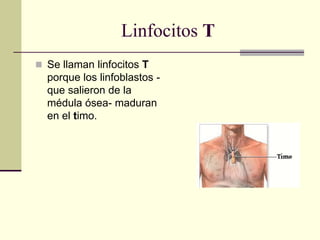 Linfocitos T
 Se llaman linfocitos T
porque los linfoblastos -
que salieron de la
médula ósea- maduran
en el timo.
 