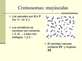 Cromosomas: mayúsculas
 Los sexuales son X e Y
(no “x”, no “y”).
 Los somáticos se
numeran con romanos:
I, II, III…, o bien con
arábigos: 1,2,3…
 El cariotipo varones
contiene XY; y mujeres,
XX
 
