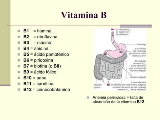 Vitamina B
 B1 = tiamina
 B2 = riboflavina
 B3 = niacina
 B4 = anidina
 B5 = ácido pantoténico
 B6 = piridoxina
 B7 = biotina (o B8)
 B9 = ácido fólico
 B10 = paba
 B11 = carnitina
 B12 = cianocobalamina
 Anemia perniciosa = falta de
absorción de la vitamina B12
 