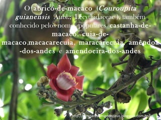 O abricó-de-macaco (Couroupita
guianensis  Aubl.; Lecythidaceae ), também
conhecido pelos nomes populares castanha-demacaco, cuia-demacaco,macacarecuia, maracarecuia, amêndoa
-dos-andes e amendoeira-dos-andes

http://prrsoaresamigodedeus.blogspot.com.br/

 