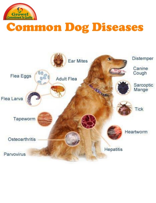 A Brief Guide to Common Dog Diseases 