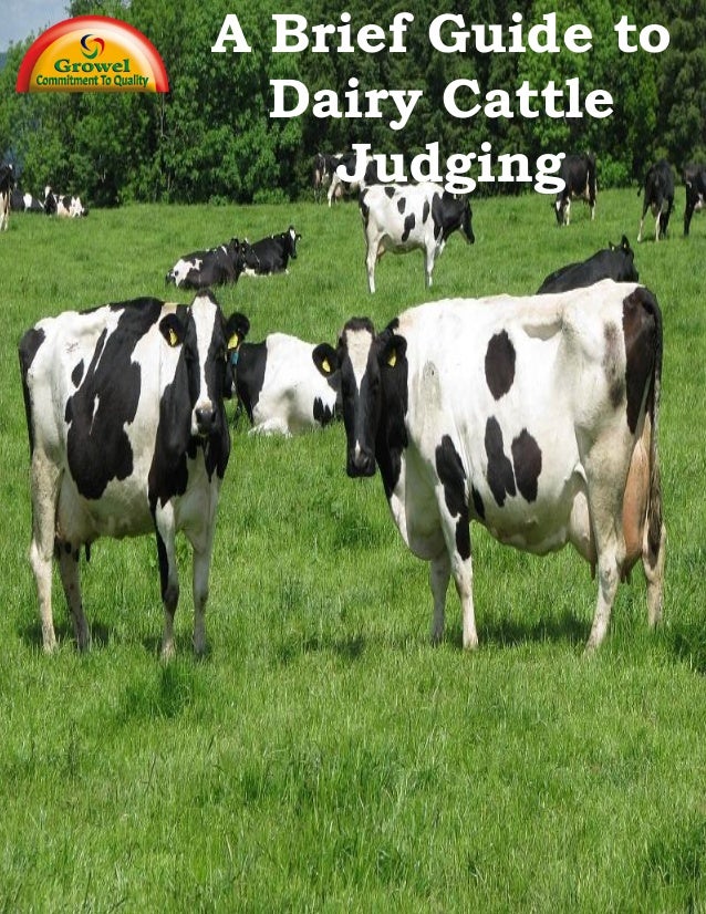 a brief guide to dairy cattle judging dairy judging