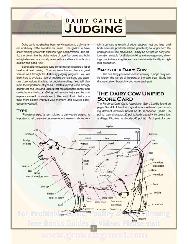 A Brief Guide to Dairy Cattle Judging