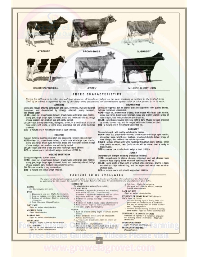 A Brief Guide to Dairy Cattle Judging