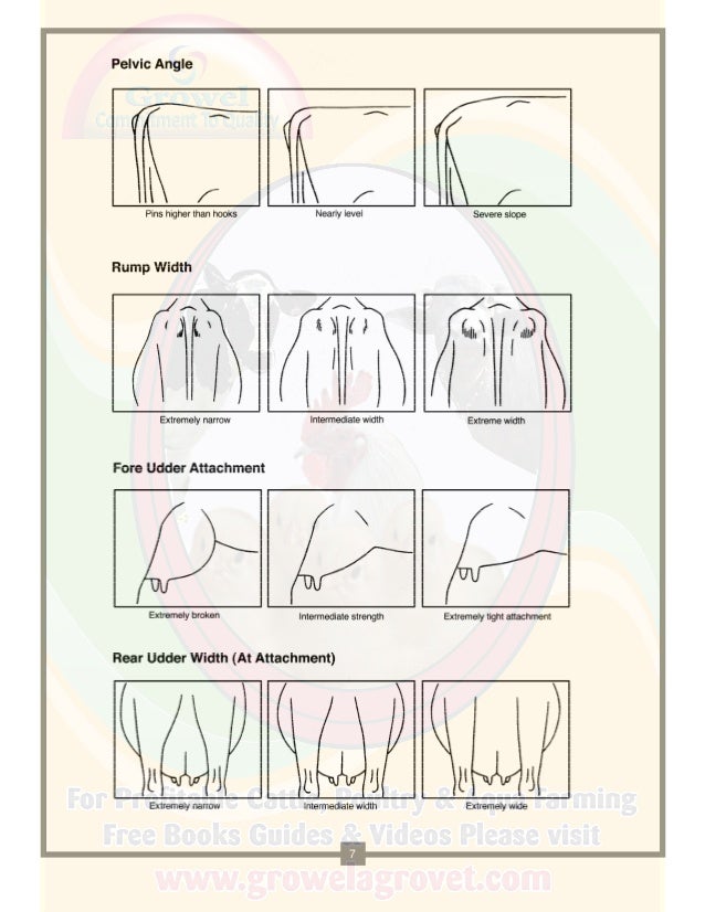 A Brief Guide to Dairy Cattle Judging