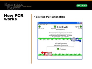 How PCR
works
• Animated .GIF #1
 