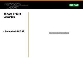 The PCR Reaction Chemistry
 