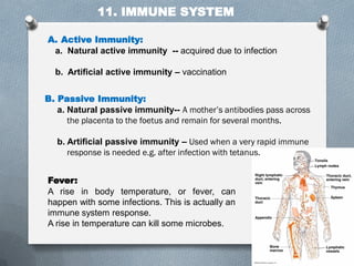 A Brief on Human Body System by Dipankar Dey | PDF