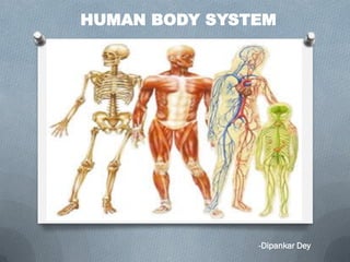 HUMAN BODY SYSTEM
-Dipankar Dey
 