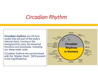Circadian Rhythm
Circadian rhythms are 24-hour
cycles that are part of the body'scycles that are part of the body's
internal clock, running in the
background to carry out essential
functions and processes, including
our sleep-wake cycle.
Circadian rhythms are synchronized
with the “Master Clock”, SCN present
in the hypothalamus.
Circadian Rhythm
 