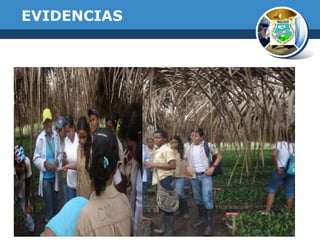 EVIDENCIAS

 