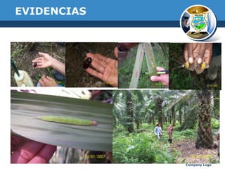 EVIDENCIAS

Company Logo

 