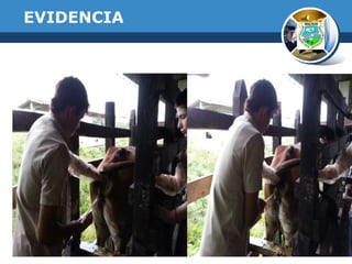 EVIDENCIA

 