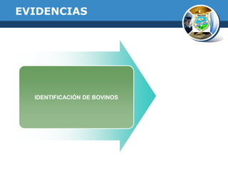 EVIDENCIAS

IDENTIFICACIÓN DE BOVINOS

 