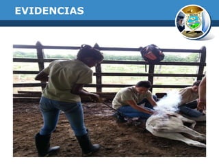 EVIDENCIAS

 