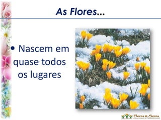As Flores...
• Nascem em
quase todos
os lugares
