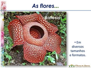 As flores...
Raflésia
• Em
diversos
tamanhos
e formatos.
