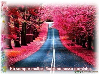 Há sempre muitas flores no nosso caminho.