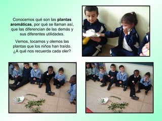 Conocemos qué son las plantas
aromáticas, por qué se llaman así,
que las diferencian de las demás y
sus diferentes utilidades.
Vemos, tocamos y olemos las
plantas que los niños han traído.
¿A qué nos recuerda cada oler?
 