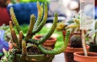 {34}www.revistavenuscuba.wordpress.com
revistavenus@gmail.com {35}www.revistavenuscuba.wordpress.com
revistavenus@gmail.com
El JARDÍN será tu primera impre-
sión al llegar, donde encontrarás
un ambiente peculiar rodeado
de plantas ornamentales, flores,
artesanía y vida. Esta área te ofrece
la posibilidad de comprar macetas
decoradas, ya sean sembradas o
no, con el diseño que prefieras. La
venta de productos artesanales es
otra de las fortalezas con las que
cuenta el establecimiento, donde
artesanos y artistas plásticos inde-
pendientes se dieron a la tarea de
elaborar una amplia gama de pro-
ductos que descansan al interior
de la tienda. Trabajos en madera,
textil, bisutería, cerámicas hechas
en O2 (pintadas, esmaltadas y
rakú), papier maché, y hasta de
fibras naturales. Pero si aún no te
convenzo, puedes empaquetar
también tus regalos y sumarle
otros productos naturales como
miel, té variado o frutos secos.
{Gorgeous}
 