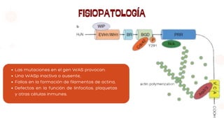 FISIOPATOLOGÍA
Las mutaciones en el gen WAS provocan:
Una WASp inactiva o ausente,
Fallos en la formación de filamentos de actina,
Defectos en la función de linfocitos, plaquetas
y otras células inmunes.
 