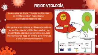 FISIOPATOLOGÍA
Las células de linaje mieloide deficientes
en WASp exhiben fagocitosis y
quimiotaxis deterioradas
Monocitos, macrófagos y células dendríticas
en deficiencia de WASp demuestran un
ensamblaje casi completamente anulado
de estructuras ricas en actina que conduce
a una quimiotaxis alterada
 