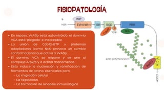 FISIOPATOLOGÍA
En reposo, WASp está autoinhibida: el dominio
VCA está “plegado” e inaccesible.
La unión de Cdc42-GTP y proteínas
adaptadoras (como Nck) provoca un cambio
conformacional que activa a WASp.
El dominio VCA se expone y se une al
complejo Arp2/3 y a actina monomérica.
Esto induce la nucleación y ramificación de
filamentos de actina, esenciales para:
La migración celular
La fagocitosis
La formación de sinapsis inmunológica
 